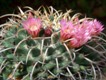 Mammillaria_magnimamma